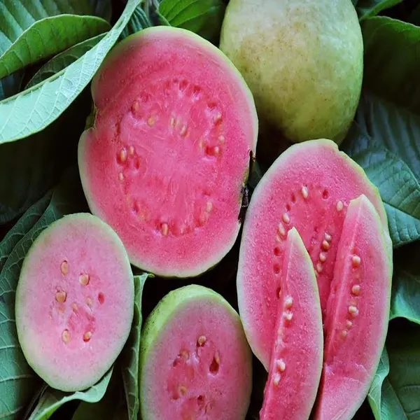 Pink_Lalit_Lalitha_Guava_Amrood_Layering/Grafted_Fruit_Plant_(1.5-3_Feet_Height)