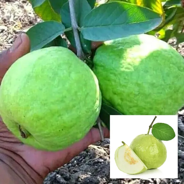 Sardar_Lucknow-49_L-49_Guava_Amrood_Layering/Grafted_Fruit_Plant_(1.5-3_Feet_Height)