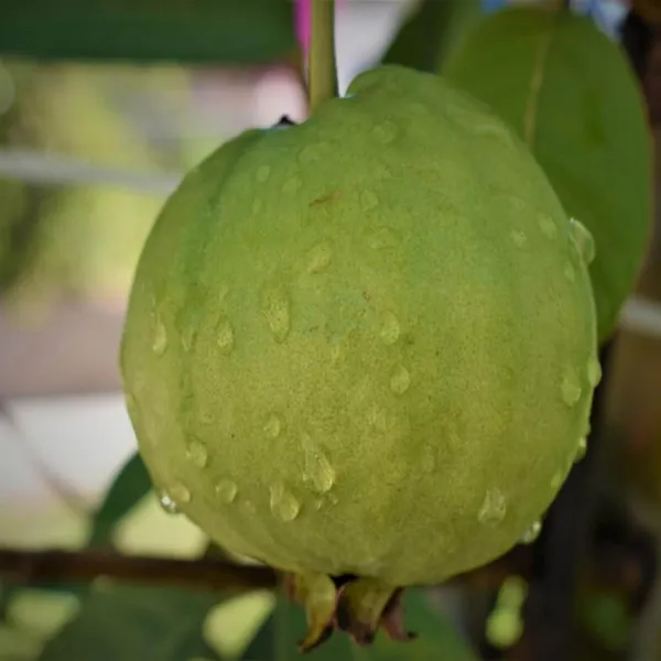 Sardar_Lucknow-49_L-49_Guava_Amrood_Layering/Grafted_Fruit_Plant_(1.5-3_Feet_Height)