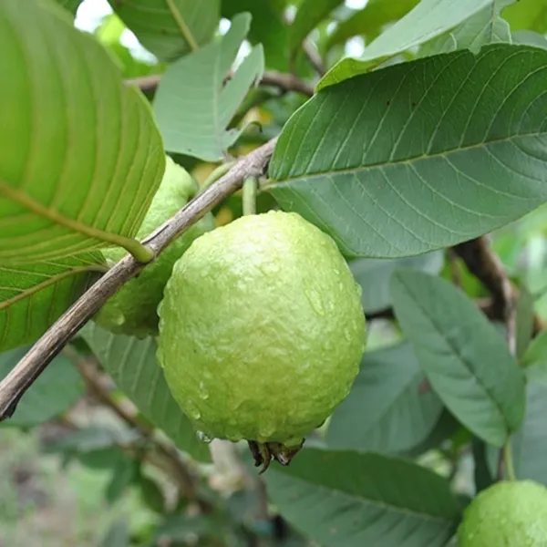 Sardar_Lucknow-49_L-49_Guava_Amrood_Layering/Grafted_Fruit_Plant_(1.5-3_Feet_Height)