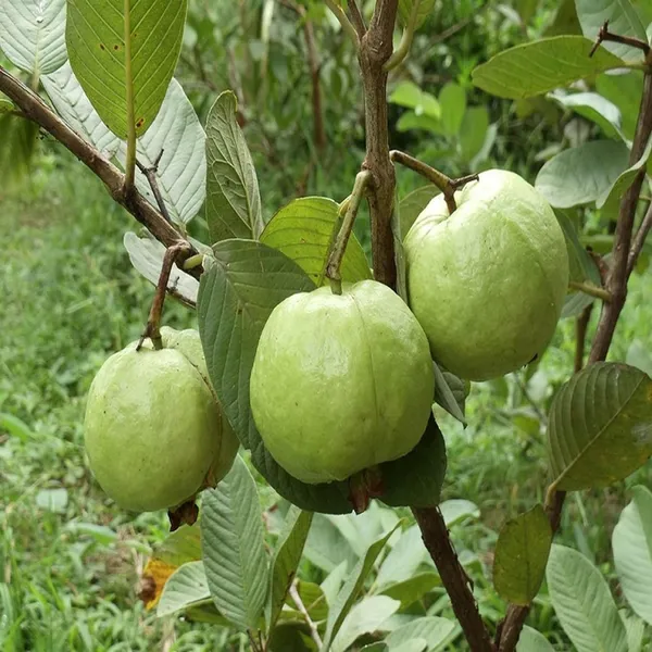 Sardar_Lucknow-49_L-49_Guava_Amrood_Layering/Grafted_Fruit_Plant_(1.5-3_Feet_Height)