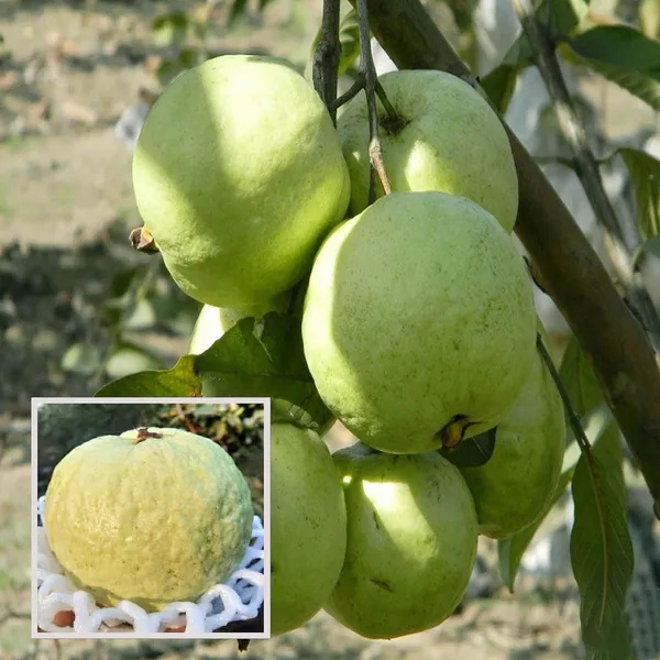 Vnr_Bihi_Guava_Amrood_Layering/Grafted_Fruit_Plant_(1.5-3_Feet_Height)