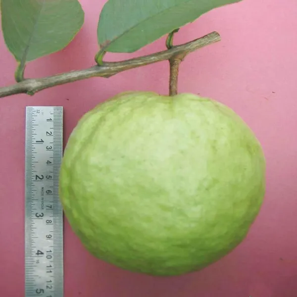 Vnr_Bihi_Guava_Amrood_Layering/Grafted_Fruit_Plant_(1.5-3_Feet_Height)