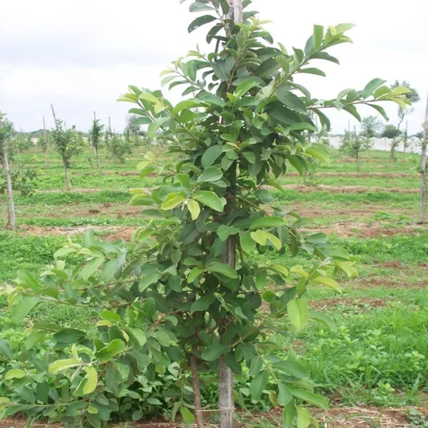 Vnr_Bihi_Guava_Amrood_Layering/Grafted_Fruit_Plant_(1.5-3_Feet_Height)