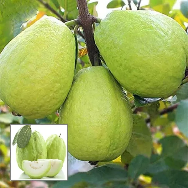 Thai_7_Guava_Amrood_Layering/Grafted_Fruit_Plant_(1.5-3_Feet_Height)