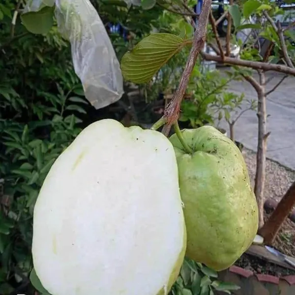 Thai_7_Guava_Amrood_Layering/Grafted_Fruit_Plant_(1.5-3_Feet_Height)