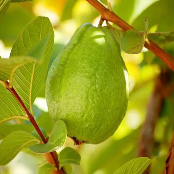 Thai_7_Guava_Amrood_Layering/Grafted_Fruit_Plant_(1.5-3_Feet_Height)