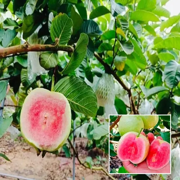 Red_Dimond_Guava_Amrood_Variety_Fruit_Grafted_Plant_(1-2_Feet_Height)