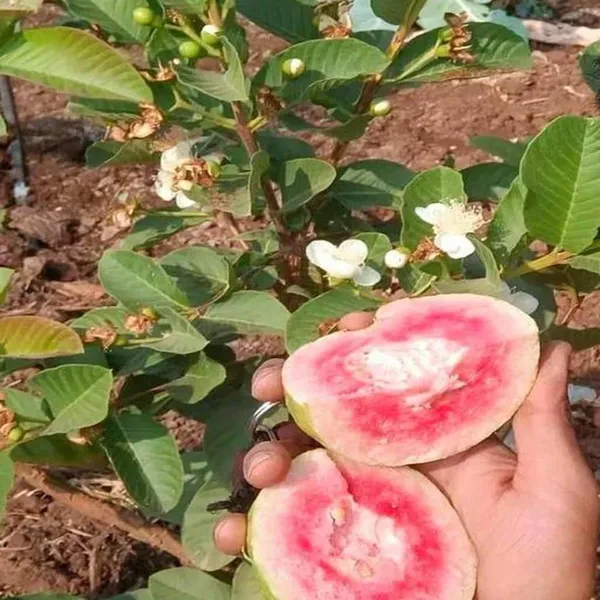 Red_Dimond_Guava_Amrood_Variety_Fruit_Grafted_Plant_(1-2_Feet_Height)