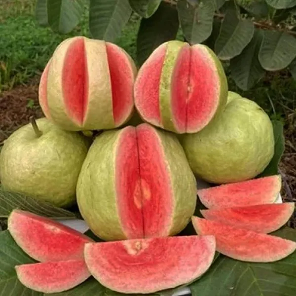 Red_Dimond_Guava_Amrood_Variety_Fruit_Grafted_Plant_(1-2_Feet_Height)