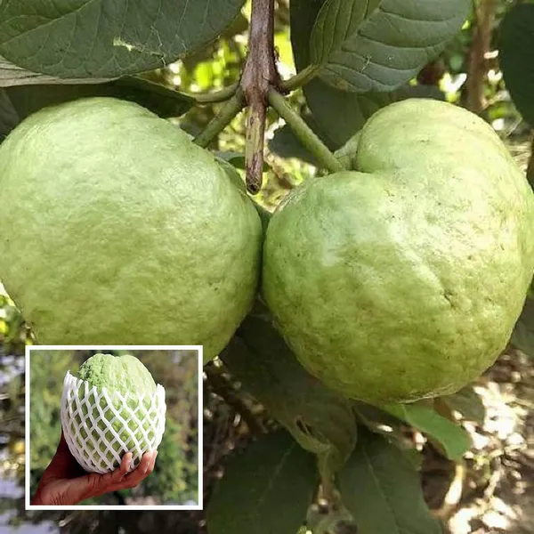Kg_Big_Size_Guava_Amrood_Layering/Grafted_Fruit_Plant_(1.5-3_Feet_Height)