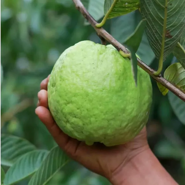 Kg_Big_Size_Guava_Amrood_Layering/Grafted_Fruit_Plant_(1.5-3_Feet_Height)