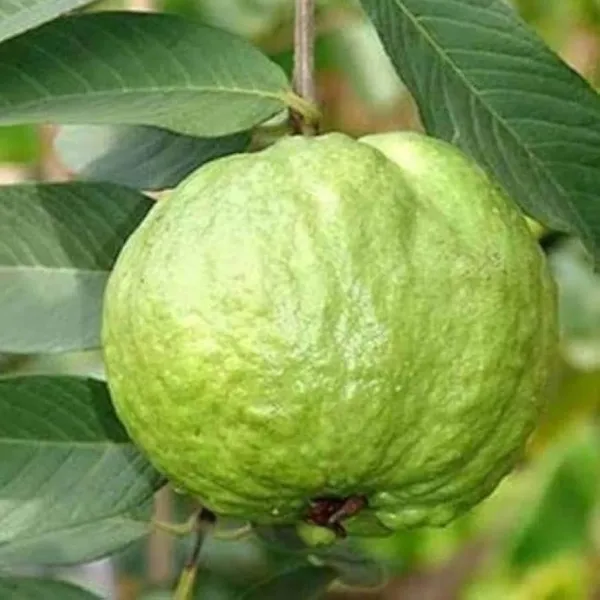 Kg_Big_Size_Guava_Amrood_Layering/Grafted_Fruit_Plant_(1.5-3_Feet_Height)