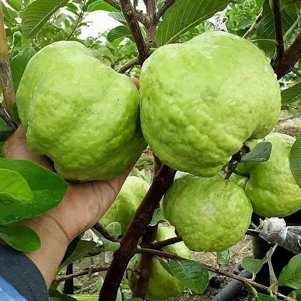 Super_Kiran_Thai_5_Guava_Amrood_Layering/Grafted_Fruit_Plant_(1.5-3_Feet_Height)