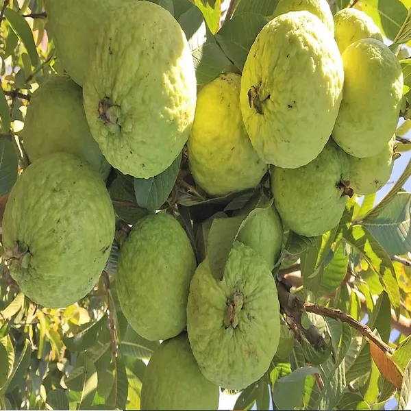 Super_Kiran_Thai_5_Guava_Amrood_Layering/Grafted_Fruit_Plant_(1.5-3_Feet_Height)