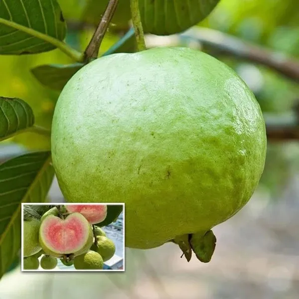 Madhuri_Guava_Amrood_Layering/Grafted_Fruit_Plant_(1.5-3_Feet_Height)
