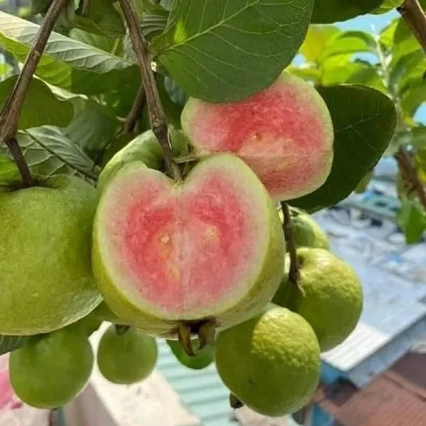 Madhuri_Guava_Amrood_Layering/Grafted_Fruit_Plant_(1.5-3_Feet_Height)
