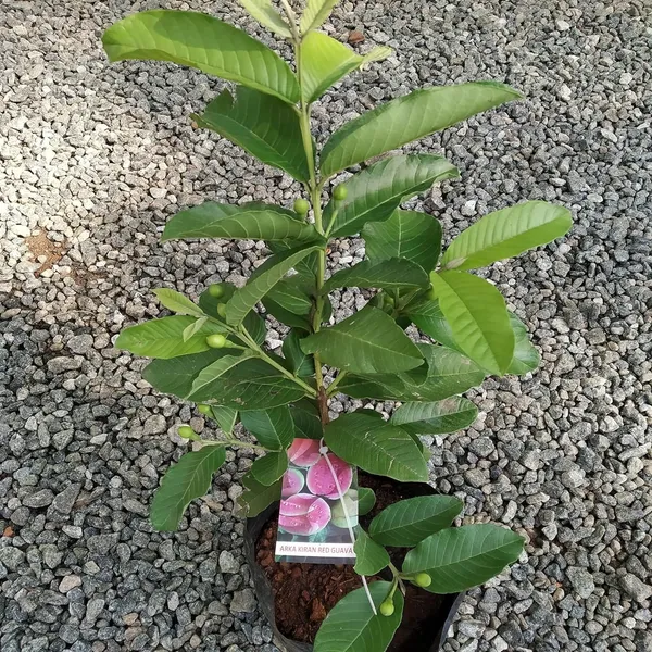 Madhuri_Guava_Amrood_Layering/Grafted_Fruit_Plant_(1.5-3_Feet_Height)