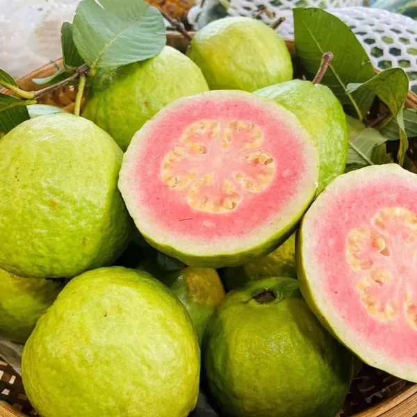 Madhuri_Guava_Amrood_Layering/Grafted_Fruit_Plant_(1.5-3_Feet_Height)