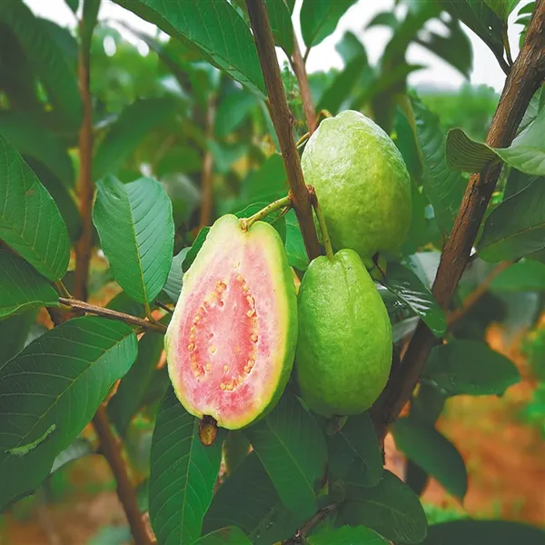 Taiwan_Pink_Guava_Amrood_Layering/Grafted_Fruit_Plant_(1.5-3_Feet_Height)