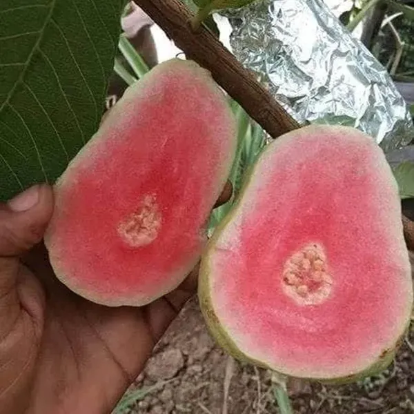 Taiwan_Pink_Guava_Amrood_Layering/Grafted_Fruit_Plant_(1.5-3_Feet_Height)