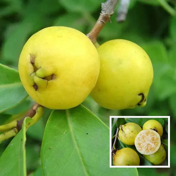 Yellow_Strawberry_Guava_Amrood_Layering/Grafted_Fruit_Plant_(1.5-3_Feet_Height)