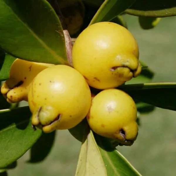 Yellow_Strawberry_Guava_Amrood_Layering/Grafted_Fruit_Plant_(1.5-3_Feet_Height)