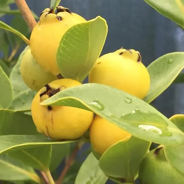Yellow_Strawberry_Guava_Amrood_Layering/Grafted_Fruit_Plant_(1.5-3_Feet_Height)