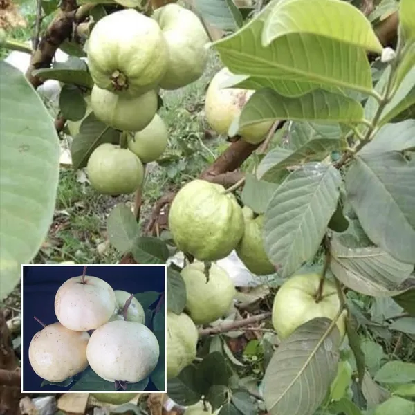 Seedless_White_Diamond_Guava_Amrood_Layering/Grafted_Fruit_Plant_(1.5-3_Feet_Height)