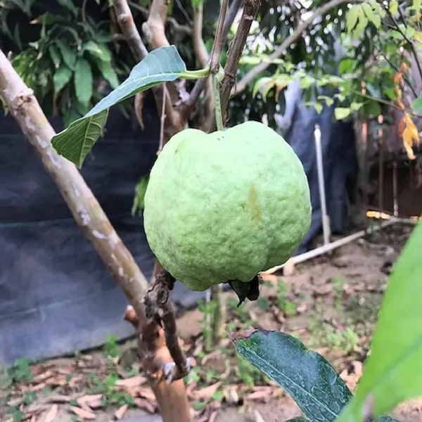 Seedless_White_Diamond_Guava_Amrood_Layering/Grafted_Fruit_Plant_(1.5-3_Feet_Height)