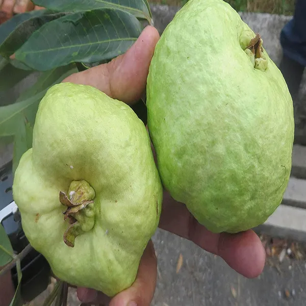 Seedless_White_Diamond_Guava_Amrood_Layering/Grafted_Fruit_Plant_(1.5-3_Feet_Height)