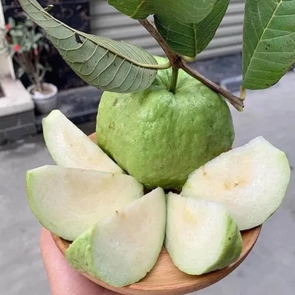 Seedless_White_Diamond_Guava_Amrood_Layering/Grafted_Fruit_Plant_(1.5-3_Feet_Height)