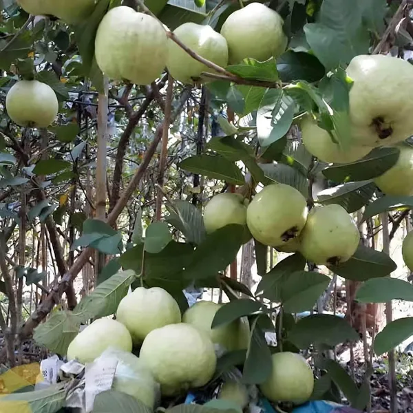 Seedless_White_Diamond_Guava_Amrood_Layering/Grafted_Fruit_Plant_(1.5-3_Feet_Height)