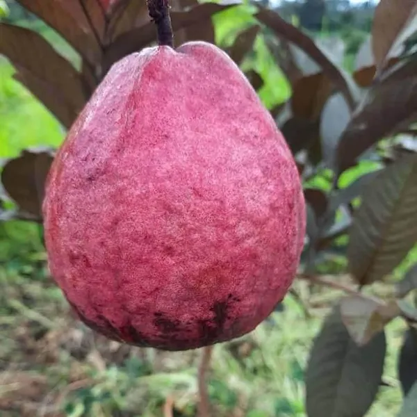 Red_Malaysian_Guava_Amrood_Layering/Grafted_Fruit_Plant_(1.5-3_Feet_Height)