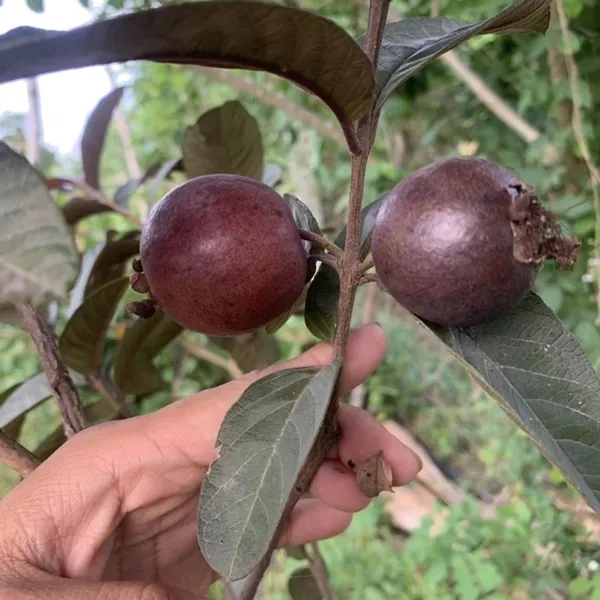 Red_Malaysian_Guava_Amrood_Layering/Grafted_Fruit_Plant_(1.5-3_Feet_Height)