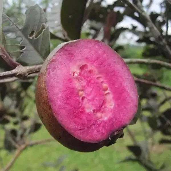 Red_Malaysian_Guava_Amrood_Layering/Grafted_Fruit_Plant_(1.5-3_Feet_Height)