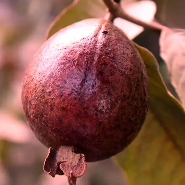 Red_Malaysian_Guava_Amrood_Layering/Grafted_Fruit_Plant_(1.5-3_Feet_Height)