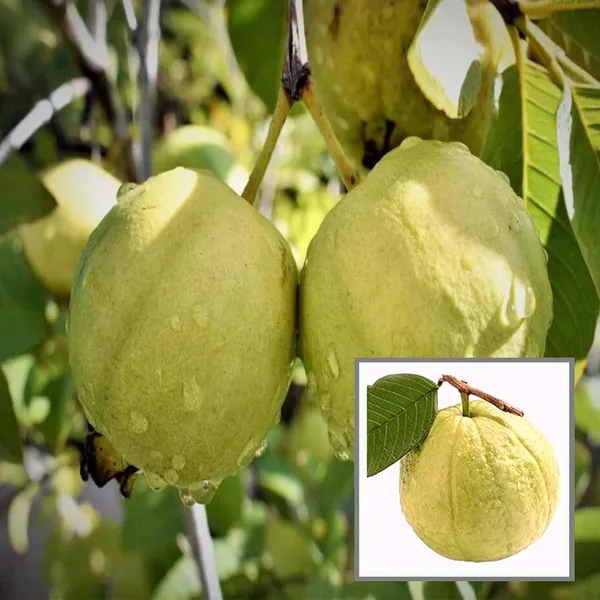 Thai_Golden_8_Guava_Amrood_Layering/Grafted_Fruit_Plant_(1.5-3_Feet_Height)