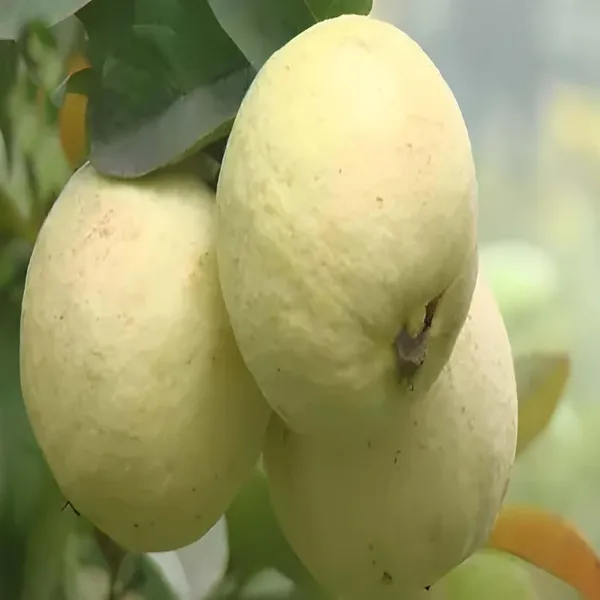 Thai_Golden_8_Guava_Amrood_Layering/Grafted_Fruit_Plant_(1.5-3_Feet_Height)