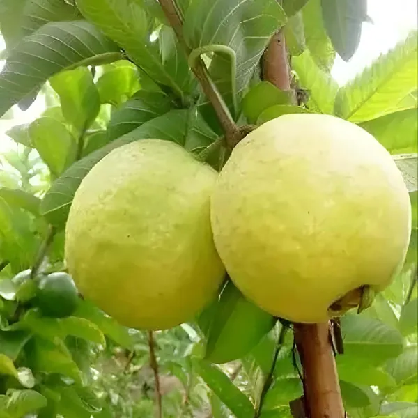 Thai_Golden_8_Guava_Amrood_Layering/Grafted_Fruit_Plant_(1.5-3_Feet_Height)