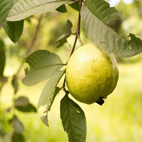 Thai_Golden_8_Guava_Amrood_Layering/Grafted_Fruit_Plant_(1.5-3_Feet_Height)