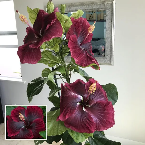Red_Colour_Hybrid_Hibiscus_Joba_Gudhal_Flower_Plant_(1-2_Feet_Height)