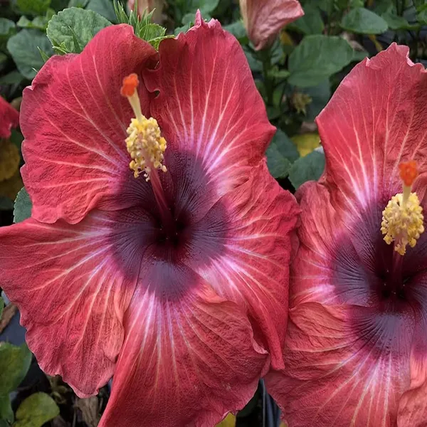 Red_Colour_Hybrid_Hibiscus_Joba_Gudhal_Flower_Plant_(1-2_Feet_Height)