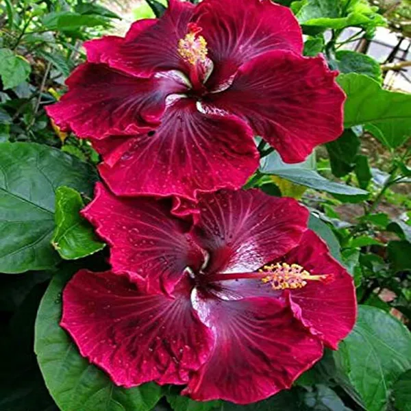 Red_Colour_Hybrid_Hibiscus_Joba_Gudhal_Flower_Plant_(1-2_Feet_Height)