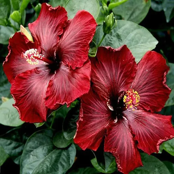 Red_Colour_Hybrid_Hibiscus_Joba_Gudhal_Flower_Plant_(1-2_Feet_Height)