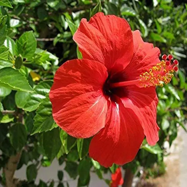 Red_Colour_Desi_Puja_Hibiscus_Joba_Gudhal_Flower_Plant_(1-2_Feet_Height)