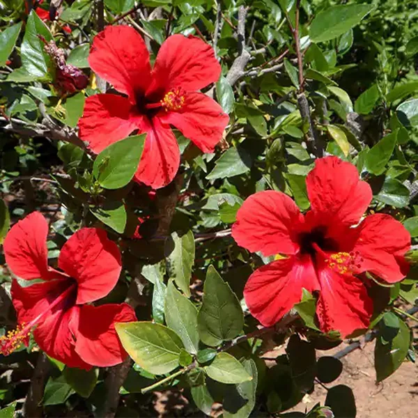 Red_Colour_Desi_Puja_Hibiscus_Joba_Gudhal_Flower_Plant_(1-2_Feet_Height)