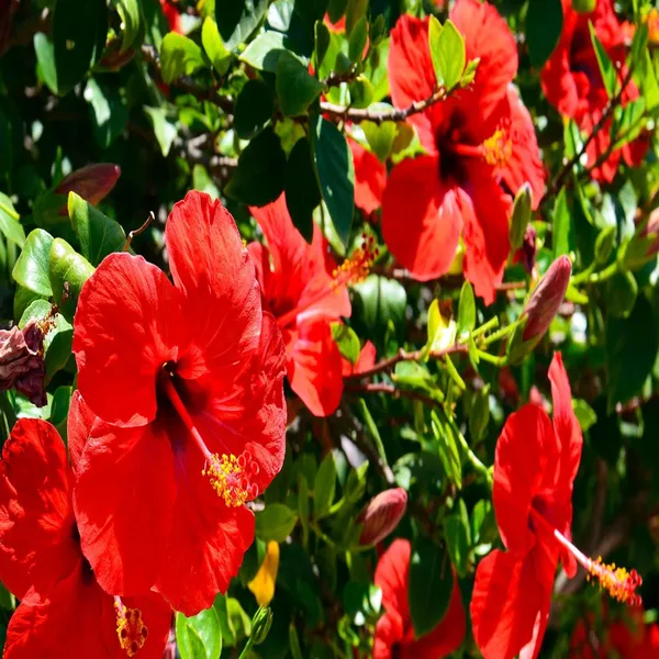 Red_Colour_Desi_Puja_Hibiscus_Joba_Gudhal_Flower_Plant_(1-2_Feet_Height)