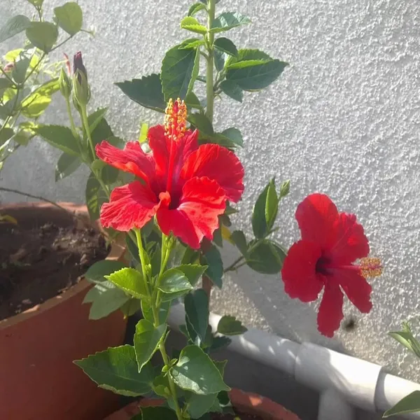 Red_Colour_Desi_Puja_Hibiscus_Joba_Gudhal_Flower_Plant_(1-2_Feet_Height)