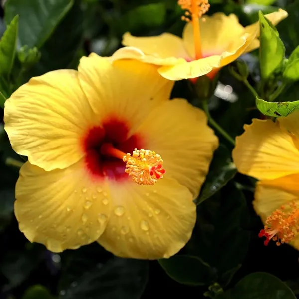 Yellow_Colour_Hybrid_Hibiscus_Joba_Gudhal_Flower_Plant_(1-2_Feet_Height)